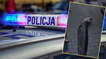 У Варшаві арештували українця, який виловив легендарного сома-велетня з місцевого озера — фото 1