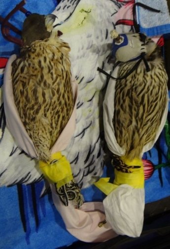 В Польше задержали украинца, который контрабандой вез редких птиц — фото 1