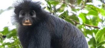 Новий вид мавп Colobus congoensis