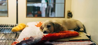 Страхування тварин у Швейцарії: як працює ветеринарна страховка