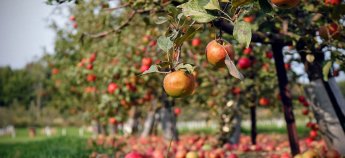 Де в Чехії знайти яблука в рази дешевше, ніж у магазині