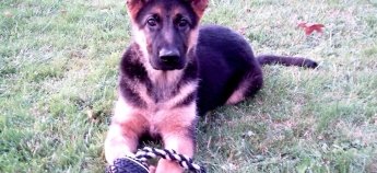 Правила безопасной игры с собакой в перетяжку