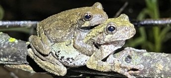 Спарювання деревних жаб Коупа