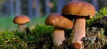 Де збирати гриби у Польщі та як правильно це робити