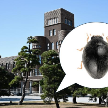 Жук Parastethorus pinicola