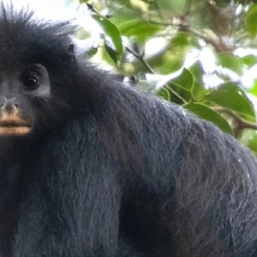 Новий вид мавп Colobus congoensis