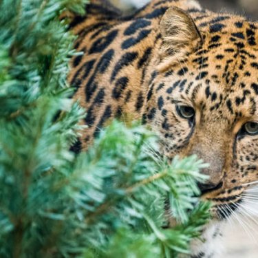 Діти зможуть безкоштовно відвідати празький зоопарк