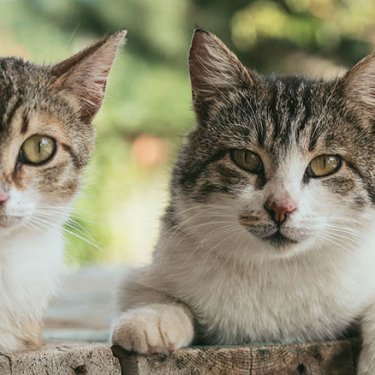 У Варшаві можна буде безкоштовно чіпувати кота