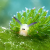 слимак Costasiella kuroshimae