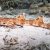 Ученые нашли акулу, которая умеет ходить под водой