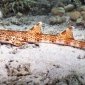 Ученые нашли акулу, которая умеет ходить под водой